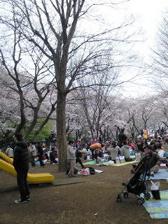 飛鳥山公園のお花見 場所取りの状況 10 04 04 王子駅周辺情報